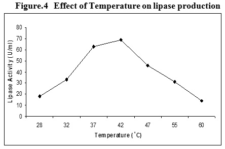 Optimization of Media Components and Growth Conditions to Enhance Lipase Production by ...