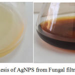 Figure 1: Biosynthesis of AgNPS from Fungal filtrate, Colour change