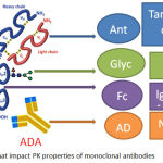 Figure 2: Factors that impact PK properties of monoclonal antibodies