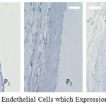 Figure 2: Aortic Endothelial Cells which Expression of the SOD-2