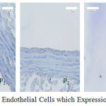 Figure 4: Aortic Endothelial Cells which Expression of the SOD-3