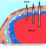 Figure 1: Schematic presentation of the glomerular barrier.