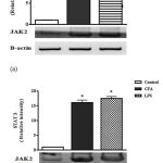 Figure 1: Effect of CFA and LPS on tissue JAK2 and STAT3 expression.