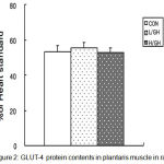 Figure 2: GLUT-4 protein contents in plantaris muscle in rats.