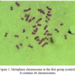 Figure 1: Metaphase chromosome in the first group (control). It contains 46 chromosomes.