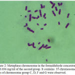 Figure 2: Metaphase chromosome in the formaldehyde concentration of 0.036 mg/ml of the second group. It contains 35 chromosomes. Loss of chromosome group C, D, F and G were observed.