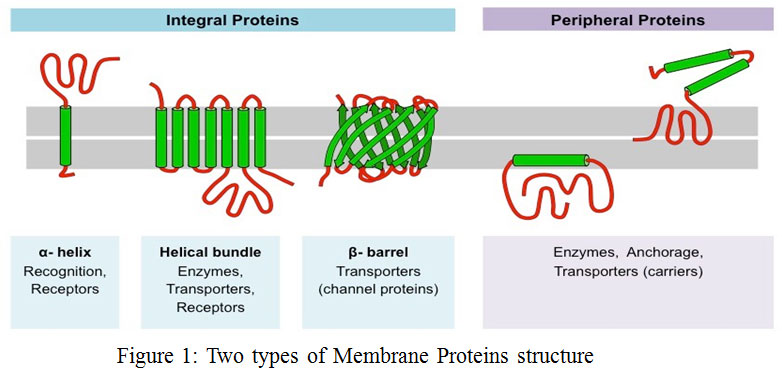 Multilabel Classification Of Membrane Protein In Human By Decision Tree 