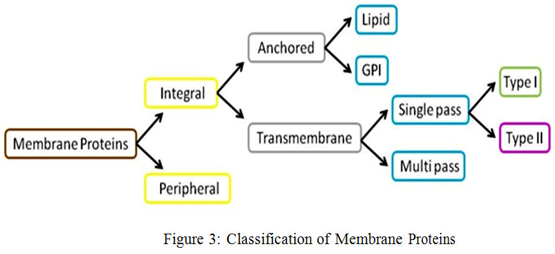 Multilabel Classification Of Membrane Protein In Human By Decision Tree 