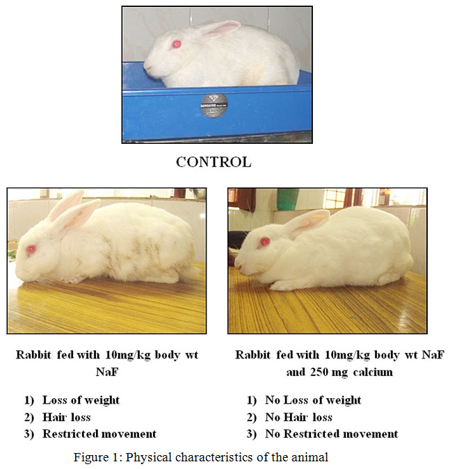 Fluoride Toxicity in Rabbits and The Role of Calcium in Prevention of  Fluoride Toxicity | Biomedical and Pharmacology Journal