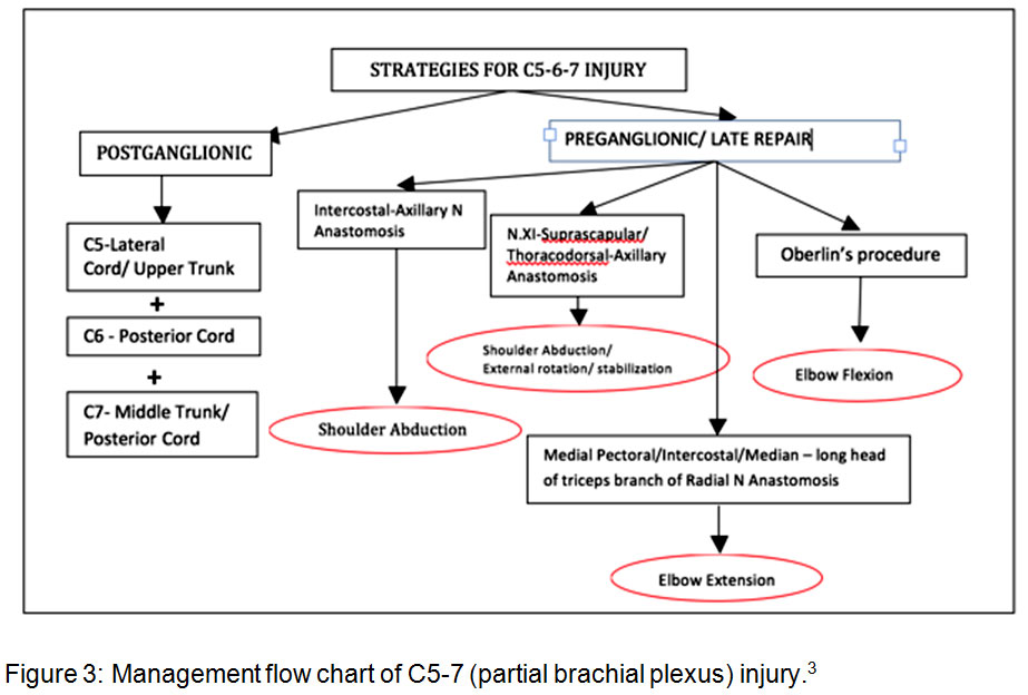 Brachial Plexus Injuries Chart