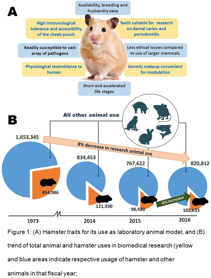 Hamster Life Cycle: Different Stages in their life