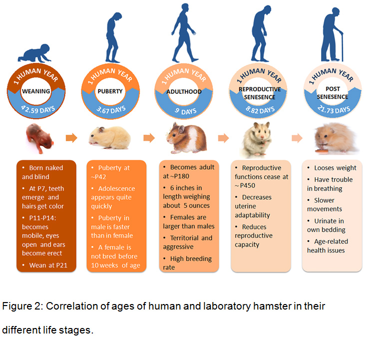 Age of Laboratory Hamster and Human 