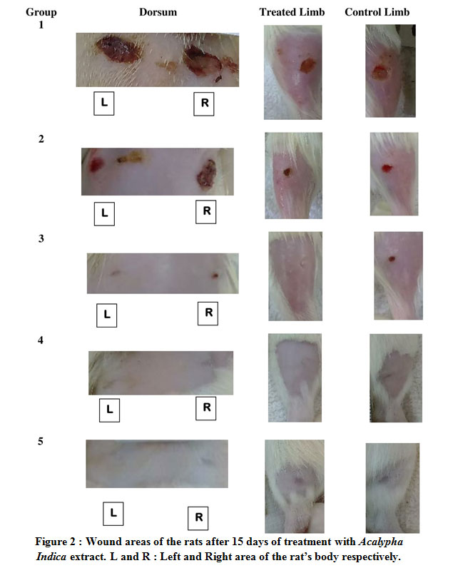 Investigation of Wound Healing Effect of Acalypha Indica Extract in Sprague  Dawley Rats | Biomedical and Pharmacology Journal
