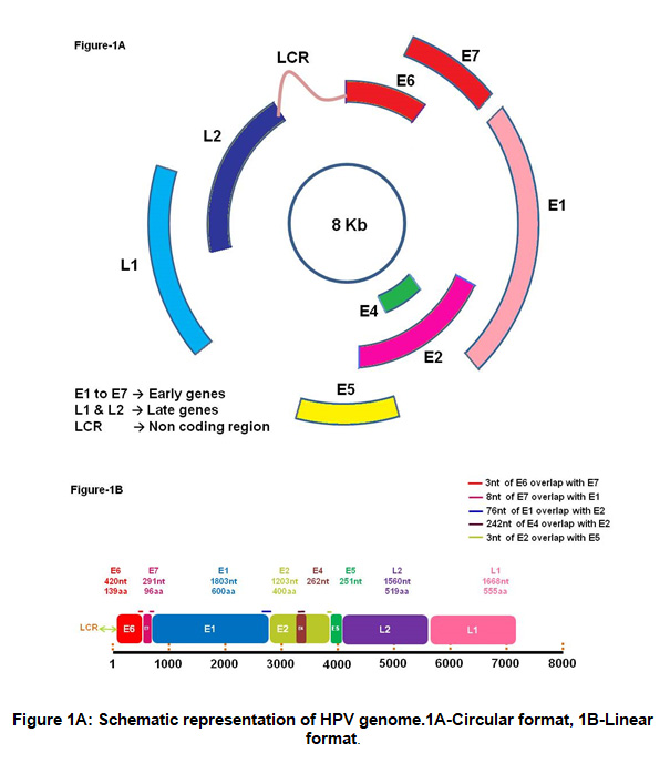 humán papillomavírus 6. genom genom)