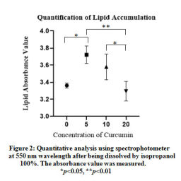 Effect Of Curcuma Longa Extract On Lipid Accumulation During Adipocyte