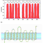 Figure 1: The elucidation of the topology of the E. canis strain Bangkok Bcr protein. (A) Hydropathy analysis by TMHMM. The probability score for transmembrane helical regions are shown as vertical lines with the amino acid position of the ends of the predicted helices given above the bars at the top. (B) Topological model by ConPredII. Hypothetical transmembrane segments are indicated in boxes.