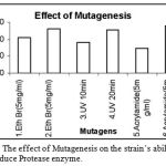 Figure 12: The effect of Mutagenesis on the strain’s ability to produce Protease enzyme.