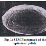 Figure 1:SEM Photograph of the optimized pellets.