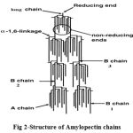 Figure 2: Structure of Amylopectin chains.