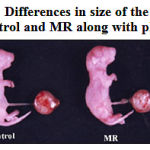 Fig. 1a: Differences in size of the neonate of Control and MR along with placenta.