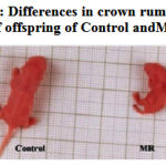 Figure 1b: Differences in crown rump length of offspring of Control and MR.