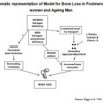 Diagram 1:Diagrammatic representation of Model for Bone Loss in Postmenopausal women and Ageing Men.