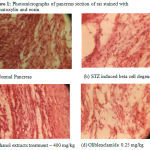 Figure 1: Photomicrographs of pancreas section of rat stained with haematoxylin and eosin.