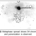 Figure 2: Metaphase spread shows 54 chromosomes and pulverization is observed.