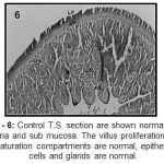 Figure 6: Control T.S. section are shown normal lamina propria and sub mucosa. The villus proliferation and maturation compartments are normal, epithelial cells and glands are normal.