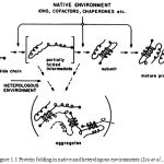 Figure 1.1: Protein folding in native and heterologous environments (Liu et al.,1996)
