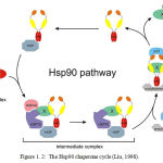 Figure 1.2: The Hsp90 chaperone cycle (Liu, 1998)
