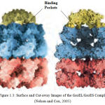 Figure 1.3: Surface and Cut-away Images of the GroEL/GroES Complex (Nelson and Cox, 2005)