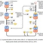 Figure 3.2: A proposed pathway for the action of the E. coli chaperonin GroEL (a member of the Hsp60 protein family) and GroES (Nelson and Cox, 2005)