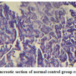Figure 1: Pancreatic section of normal control group rat (´ 100)