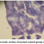 Figure 2: Pancreatic section of normal control group rat (´ 400)