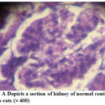 Figure 5: A Depicts a section of kidney of normal control group rats (´ 400)