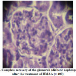 Figure 7: Complete recovery of the glomeruli (diabetic nephropathy) after the treatment of HMAA (´ 400)