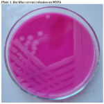 Figure 1: Bacillus cereus colonies on MYPA