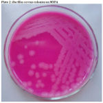 Figure 2: Bacillus cereus colonies on MYPA