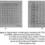 Figure 3: Agglutination of pathogenic bacteria with TPCP (microtiter plate showing carpet and button). a) Tridax procumbans calyx protein (TPCP). b) Positive control (Plant protein + O positive group erythrocytes) and Negative control (Plant proteins only).