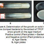 Figure 4: Determination of the growth on solid medium: The clumped bacteria by the extract of TPCP did not show growth on the agar medium. Positive control (Plant protein + Bacteria) and Negative control (Plant proteins only). Agar Slants; Agar plates.