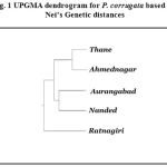 Figure 1: UPGMA dendrogram for P. corrugata based on Nei’s Genetic distances