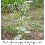 Figure 1: Macroscopy of aerial parts of Vernonia cinerea Less.