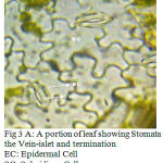 Figure 3 A: A portion of leaf showing Stomata termination