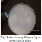 Figure 1: Picture showing Rhizopus Oryzae grown on PDA media.