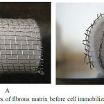 Figure 2 Pictures of fibrous matrix before cell immobilization (A and B).
