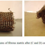 Figure 3: Pictures of fibrous matrix after (C and D) cell immobilization.