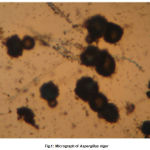 Figure 1: Micrograph of Aspergillus niger