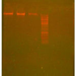 Figure 3: Agarose gel showing Genomic DNA.