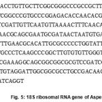 Figure 5: 18S ribosomal RNA gene of Aspergillus niger.